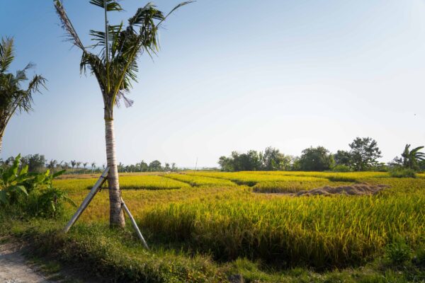Canggu-53