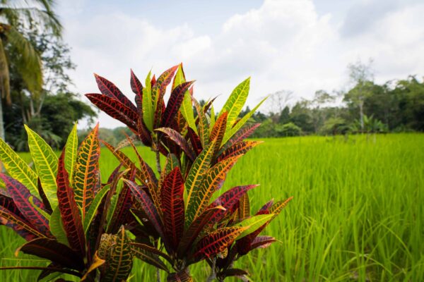 Jatiluwih-26