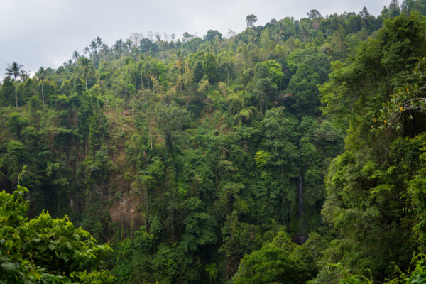 Lemukih-11
