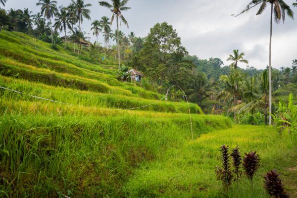 Lemukih-28