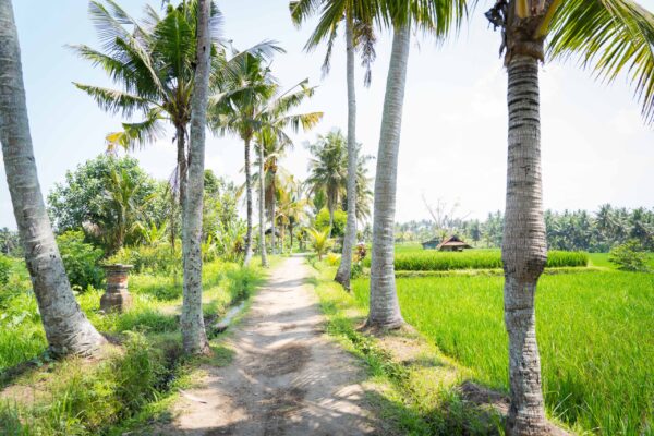 Ubud-117