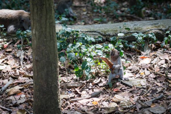 Ubud-12