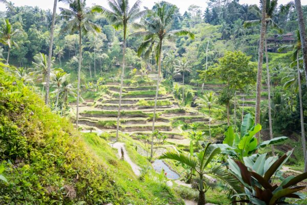 Ubud-22