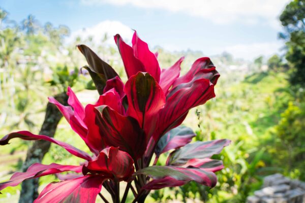 Ubud-25