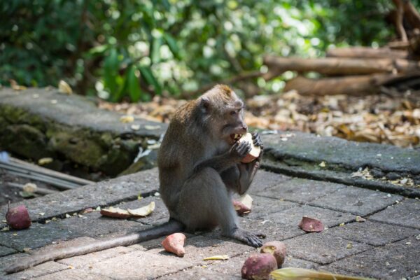 Ubud-3
