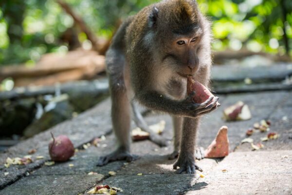 Ubud-4