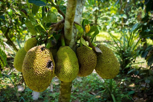 Ubud-40
