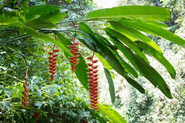 Ubud-59