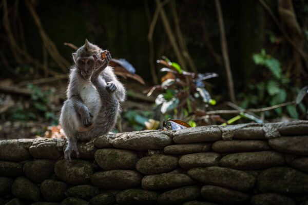 Ubud-8