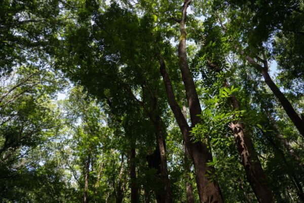 Bilar-Forest-1