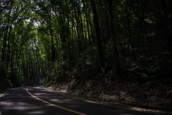 Bilar-Forest-3
