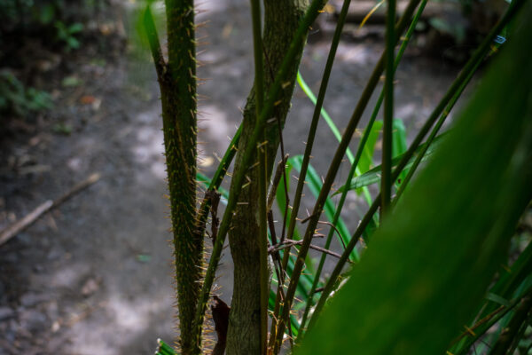 Bohol-20
