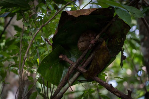 Bohol_Koboldmaki-11