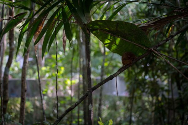 Bohol_Koboldmaki-14