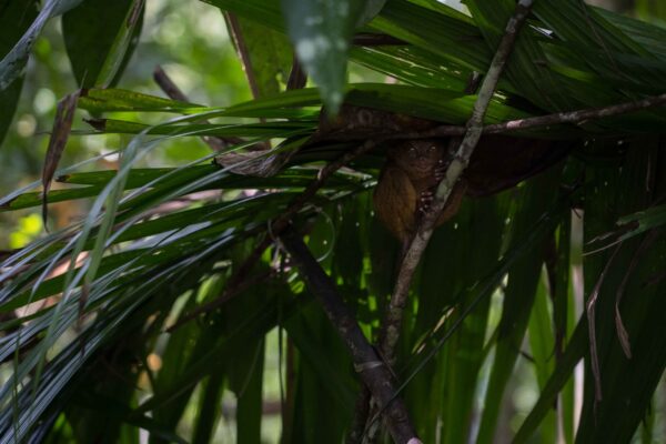 Bohol_Koboldmaki-18