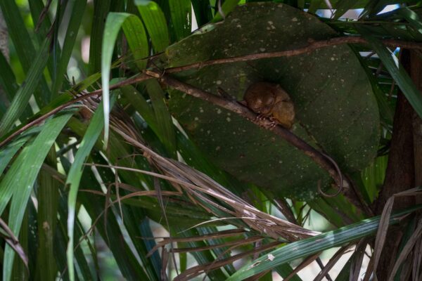 Bohol_Koboldmaki-19