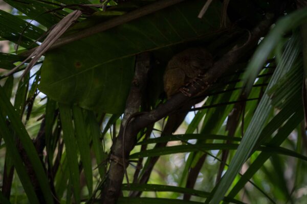 Bohol_Koboldmaki-20