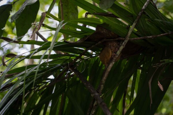 Bohol_Koboldmaki-22