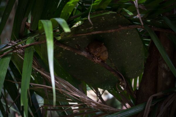 Bohol_Koboldmaki-4