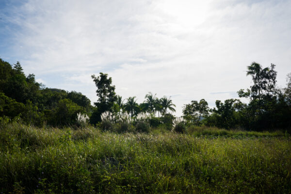 Chocolate_Hills-20