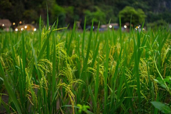 Vietnam-398