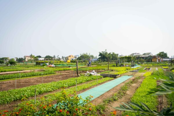 Vietnam-472