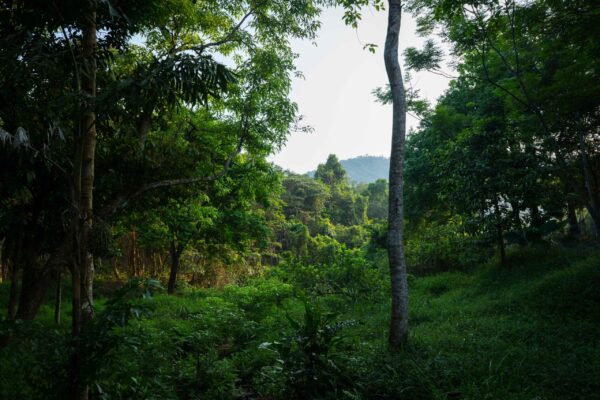 Vietnam-604