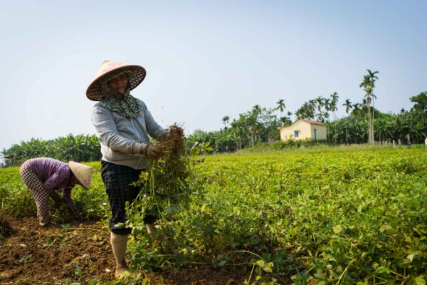 Vietnam-615